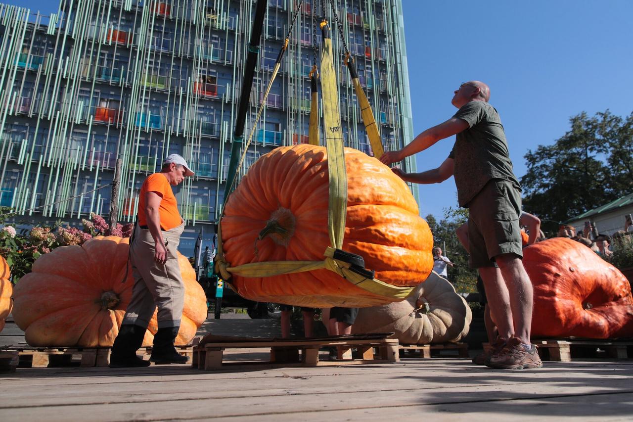 В Москве тыква-гигант установила рекорд России