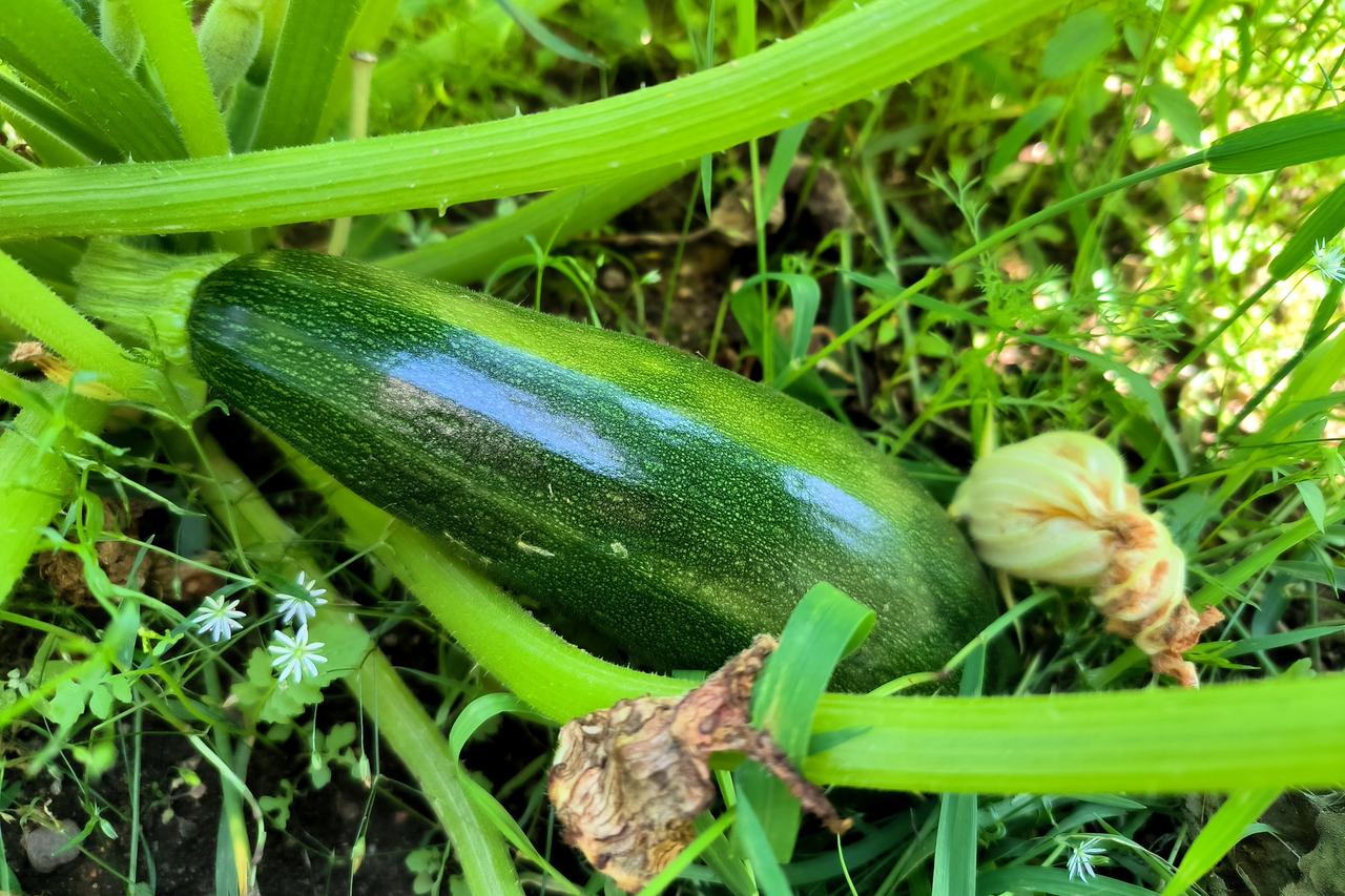 Россияне рассказали о дарении кабачков