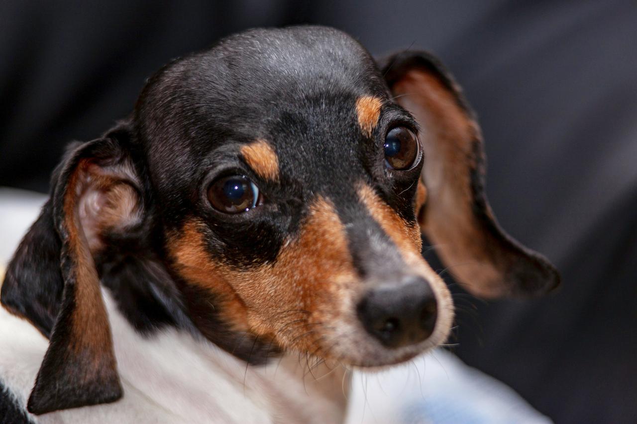 Московский учитель избил собаку в подъезде