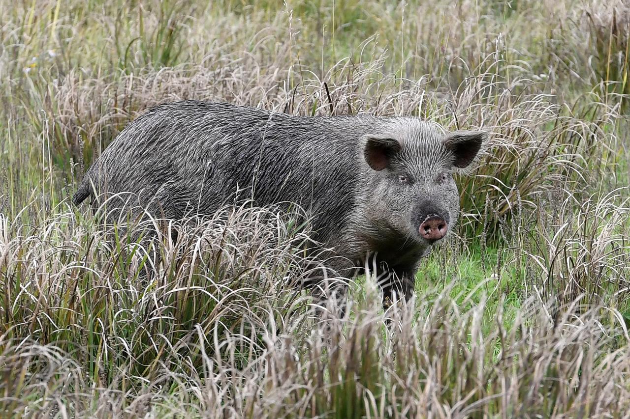 У московских кабанов начался брачный период