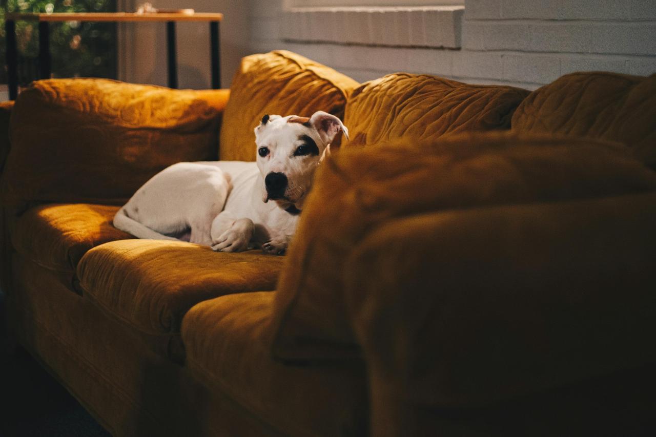 Названы плюсы и минусы для заведения уже взрослой собаки