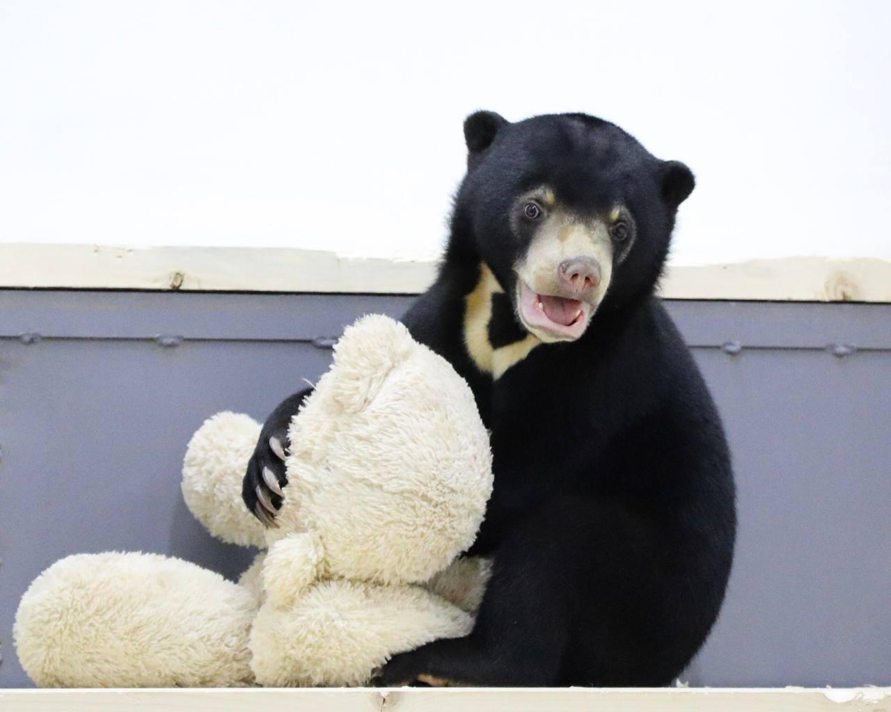 Московский зоопарк покажет самого редкого медведя в обмен на плюшевых мишек