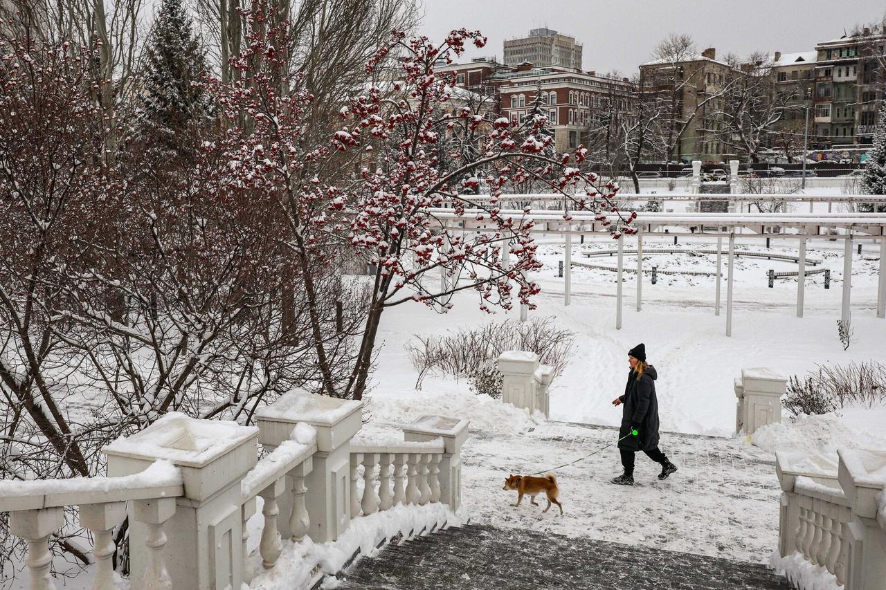 Россиянам рассказали о правильной подготовке собаки к прогулке по городу