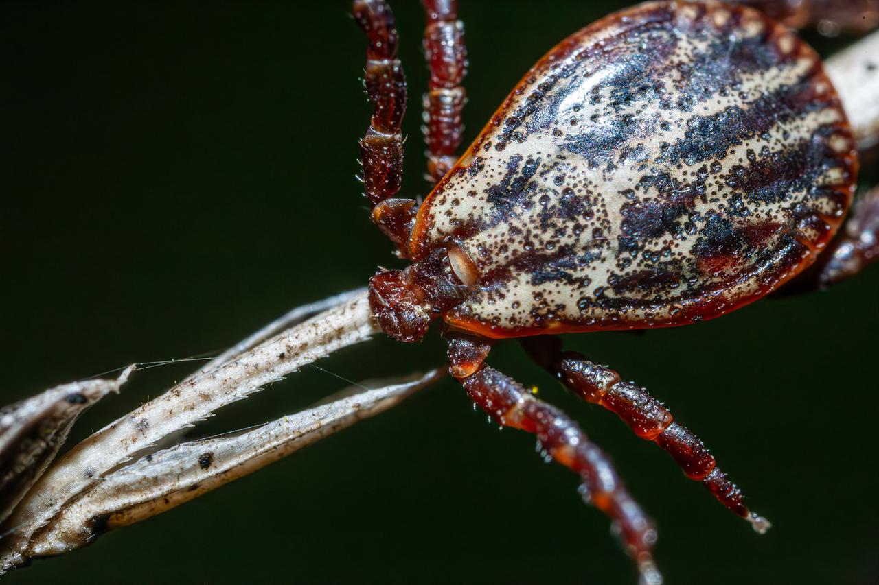 Москвичам рассказали о раннем появлении клещей