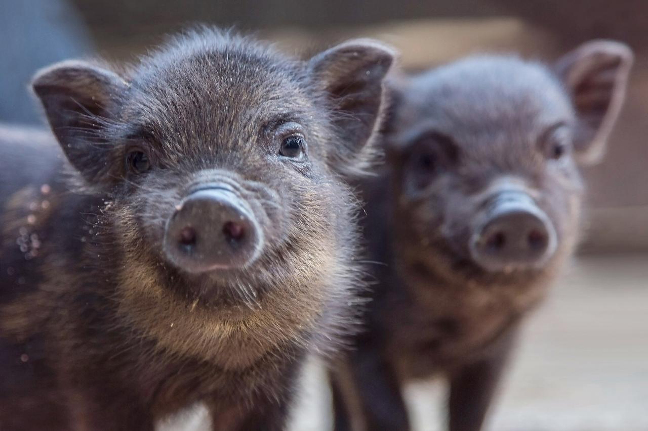 Подмосковные пожарные спасли семейство минипигов из горящей квартиры