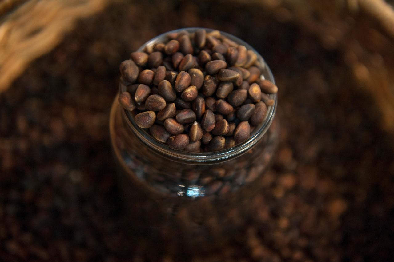 Россиянам рассказали о неожиданном «синдроме сосны»