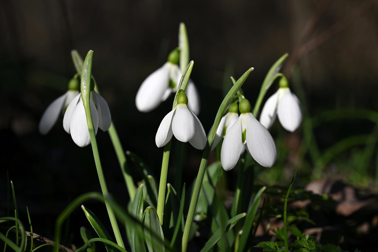 В Москве и Подмосковье распустились подснежники. Они нарушили все правила!