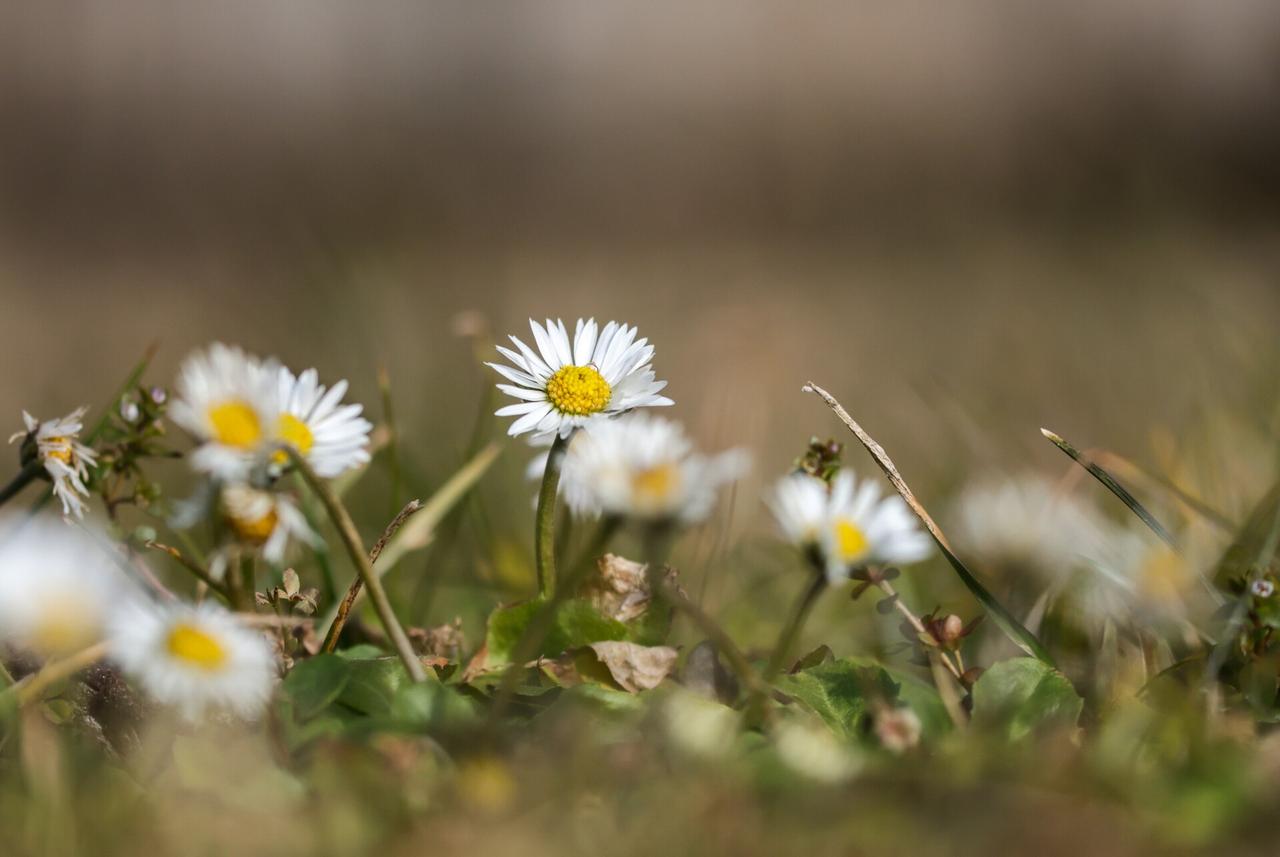 Аллерголог рассказала об опасных для вручения на 8 Марта цветах