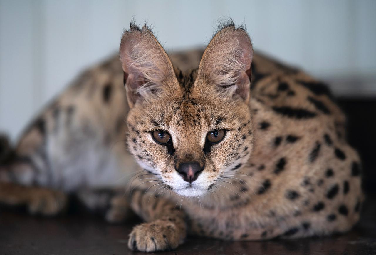 В Москве осудили женщину, продававшую сервалов. Эти кошки признаны в России редкими хищниками