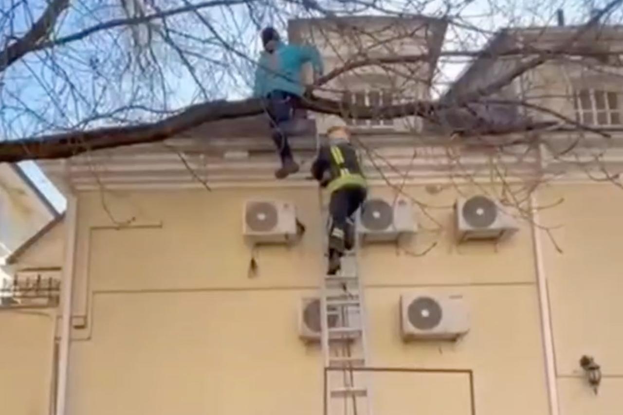 Столичные спасатели сняли с дерева курьера. Он пытался выйти из подъезда необычным образом