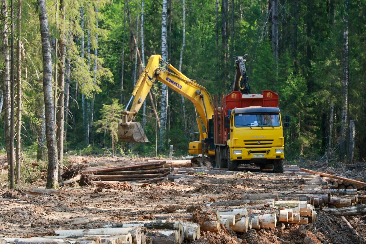 В Подмосковье хотят уничтожить вековой лес. Жители пытаются спасти его от застройки