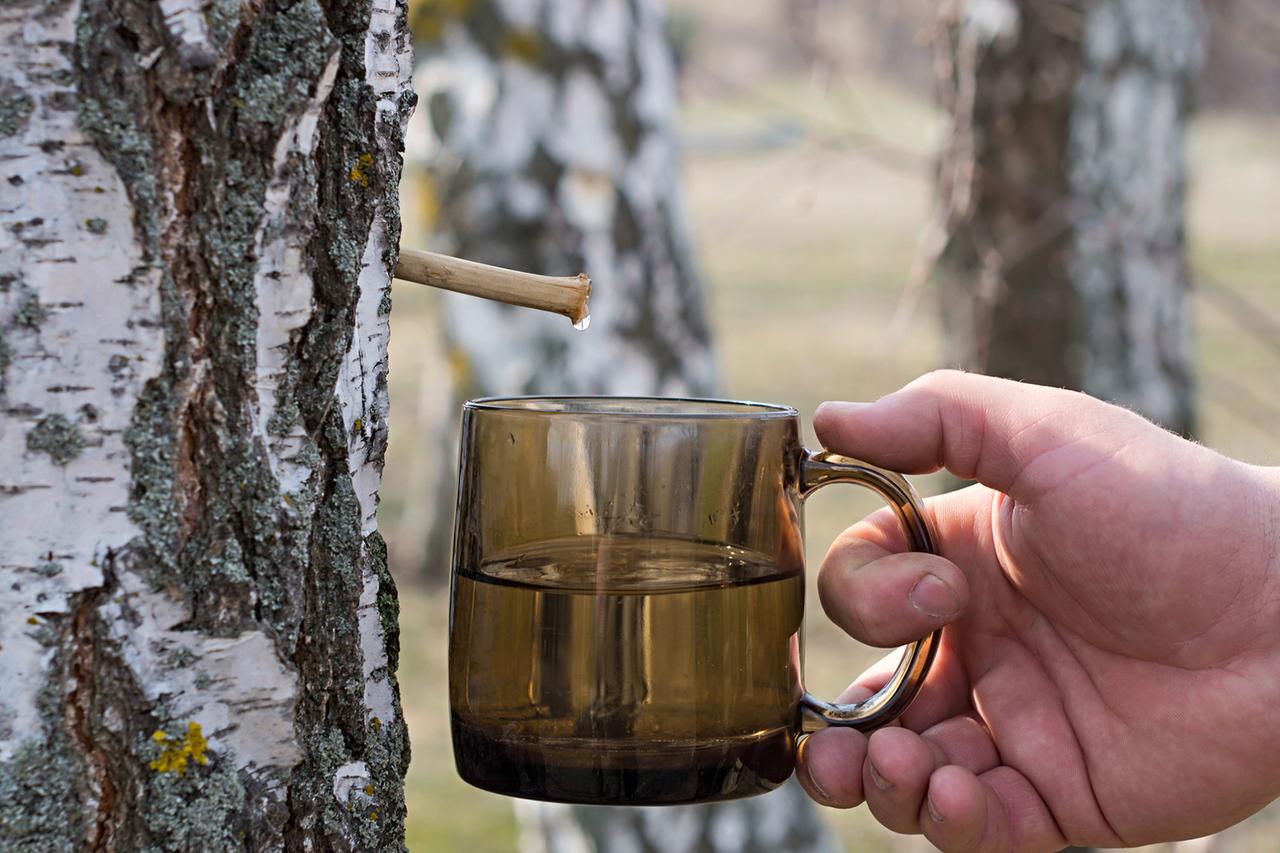Поженили березу с кокосом. Кофе на березовом соке появился в московских кафе