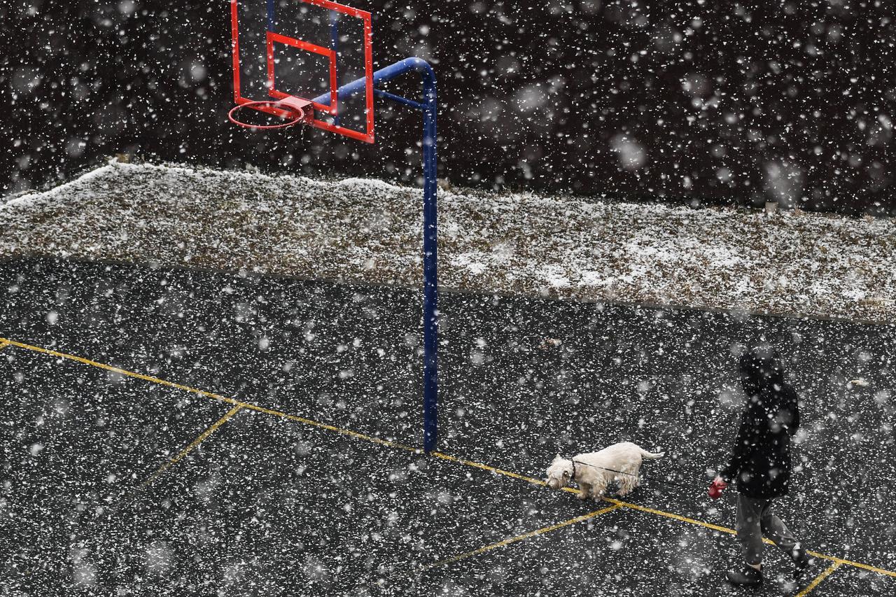 Собаки против «алкашей». Москвичи поссорились из-за того, кому все-таки можно писать на спортивной площадке