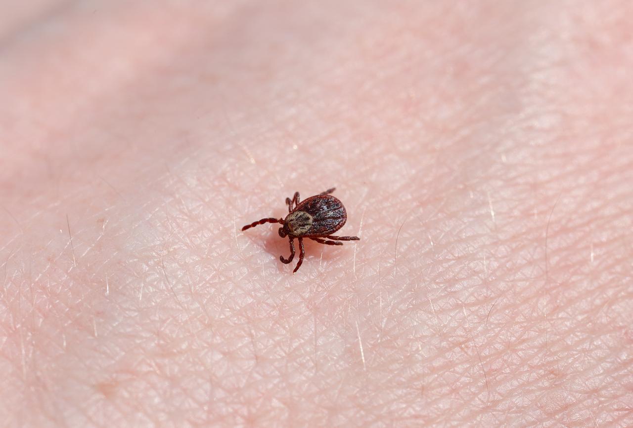 Клещи начали просыпаться в парках Москвы из-за прихода тепла