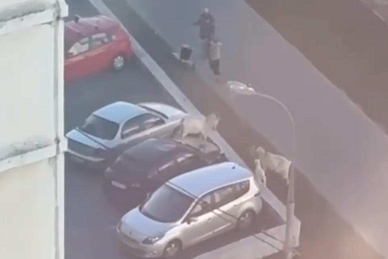 Козы в Бутово снова вернулись на улицы и попрыгали по автомобилям