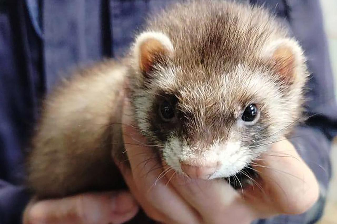 Подмосковные спасатели освободили попавшего в западню хорька