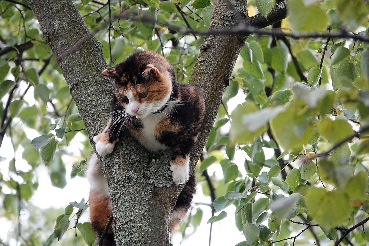 Альпинист спас кошку и вызвал восхищение пользователей сети