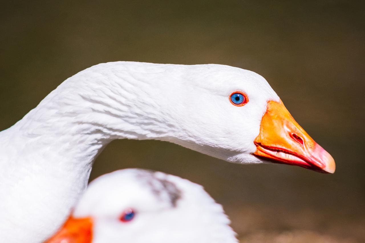 Стильный московский гусь восхитил россиян. Он гулял по городу в нижнем белье