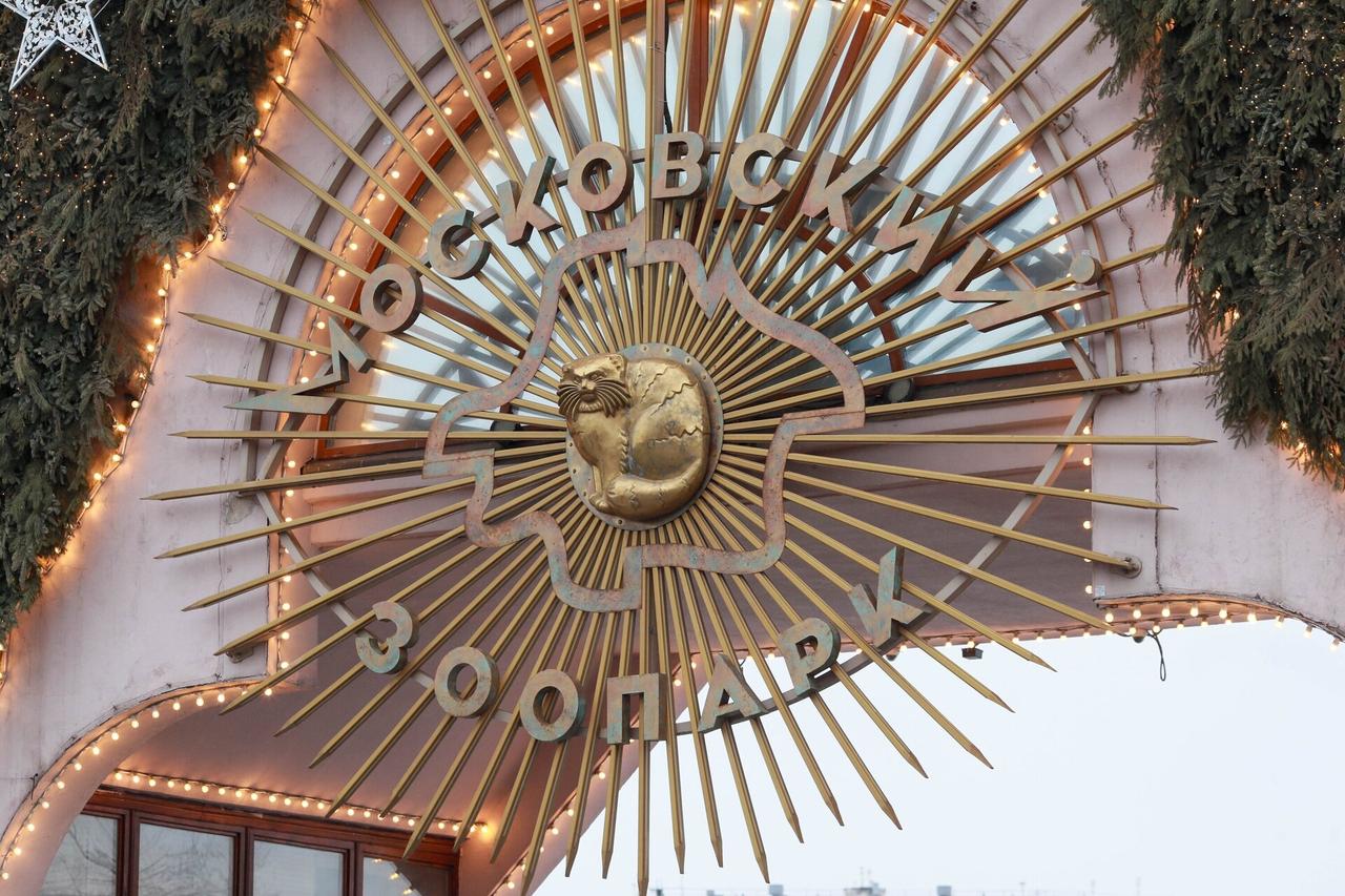 Москвичи в печали: замазаны красивые граффити с животными на заборе зоопарка