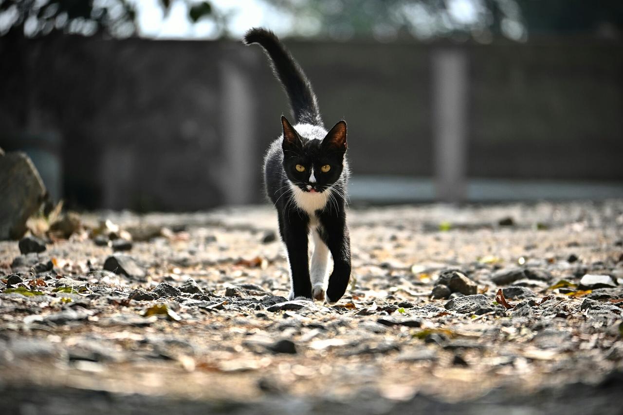 В столичном МАИ установят памятник кошке. Муся прожила там 20 лет