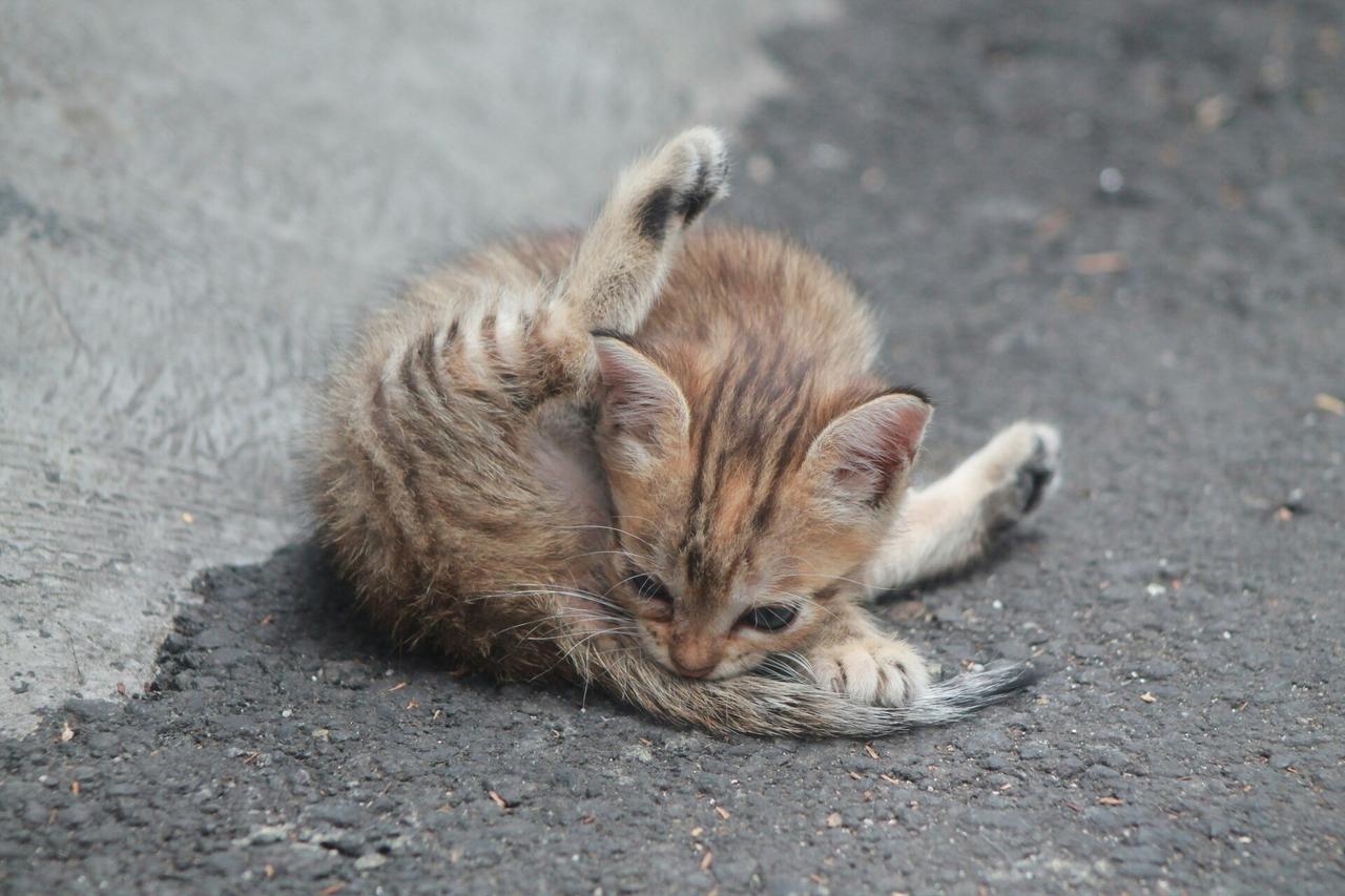 Появились подробности о деле с надругательством над котенком в Подмосковье
