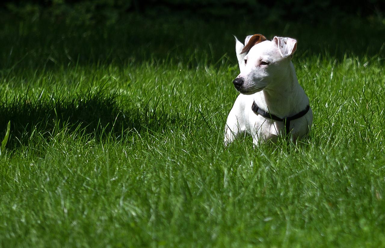 Жителей Подмосковья предупредили о живодере