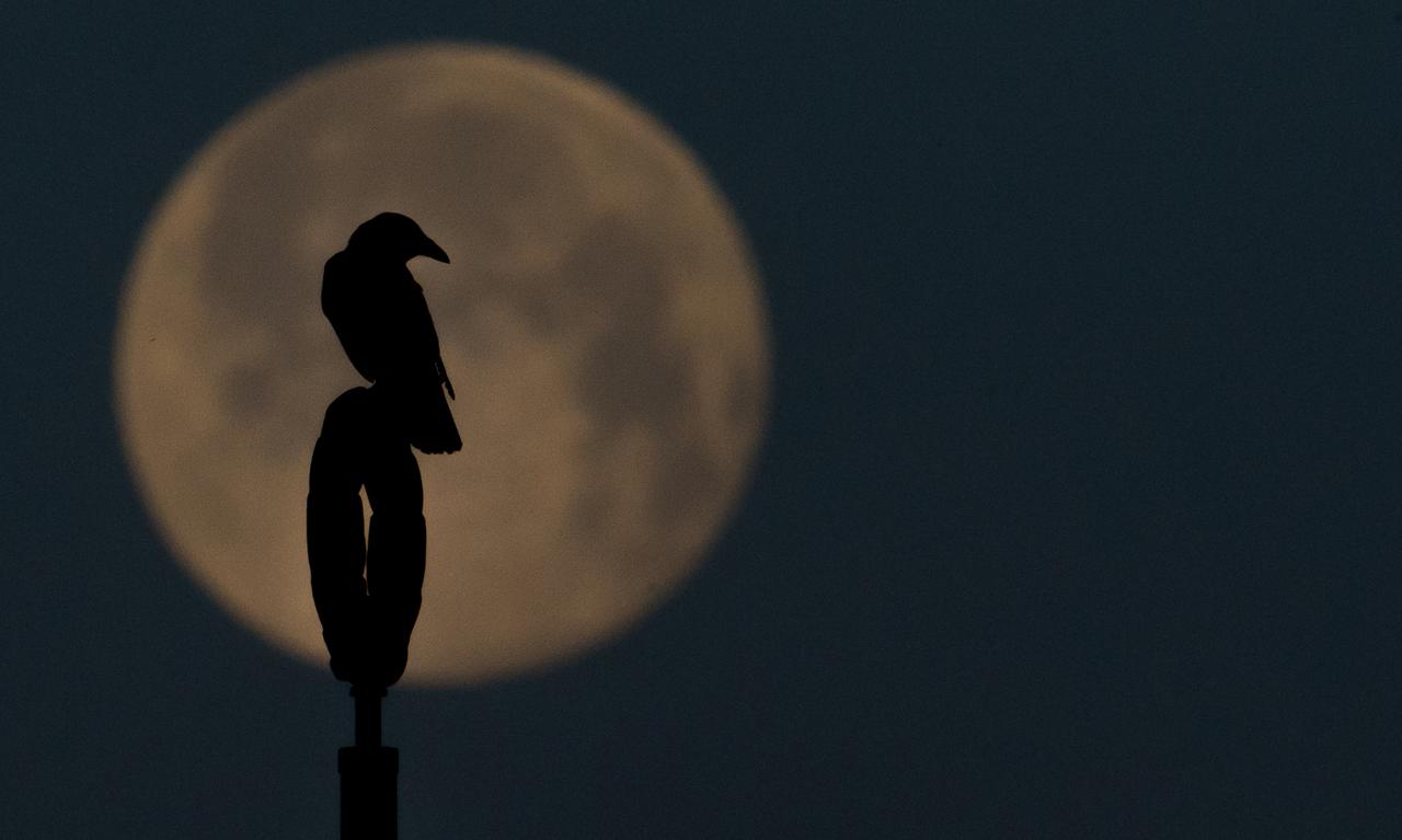Вороны начали атаковать москвичей. Они видят в людях угрозу