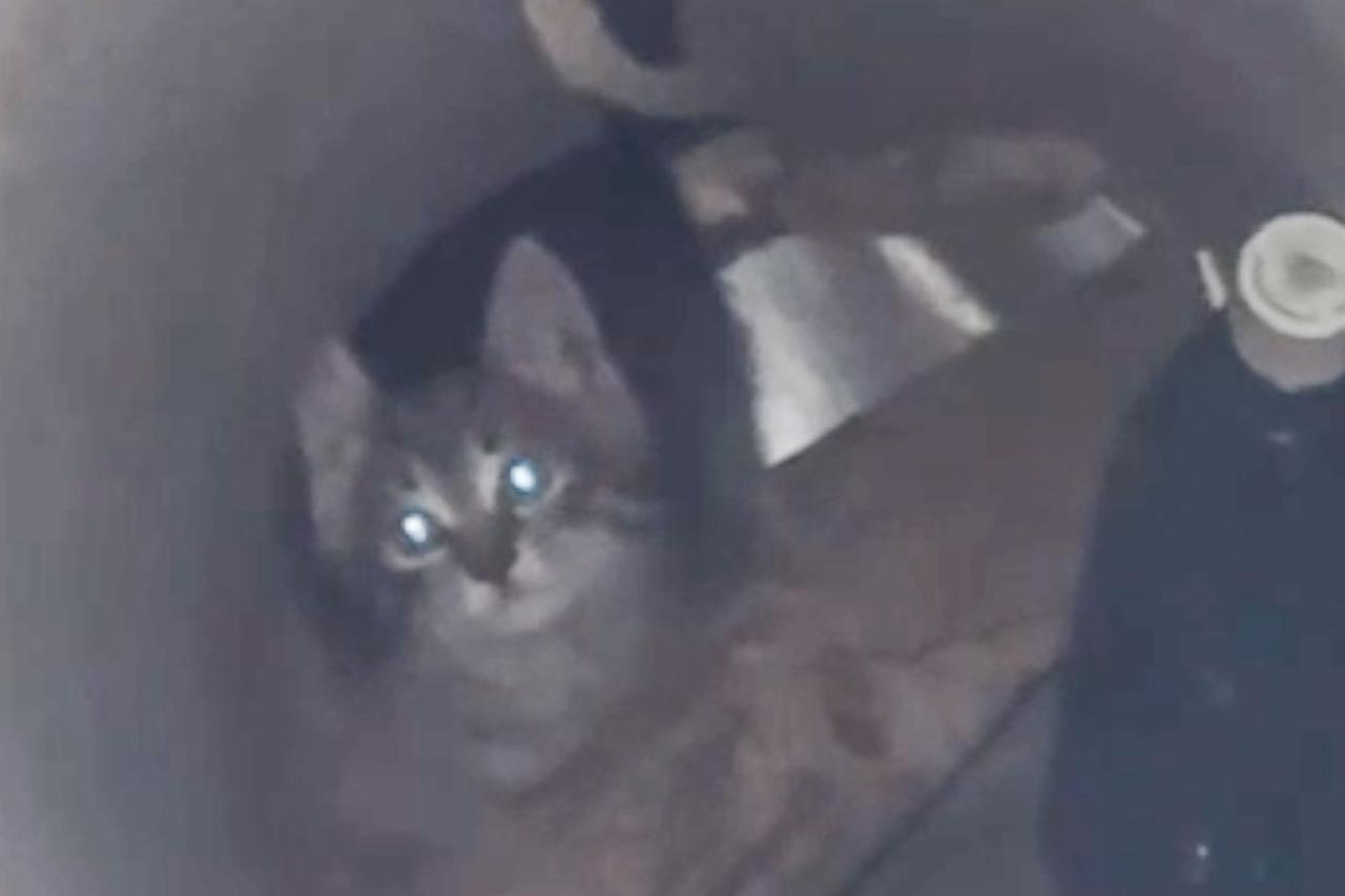 В Москве спасли просидевшего несколько дней в колодце котенка