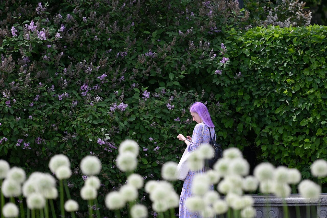 Известный московский священник заступился за сирень. А еще объяснил, почему так тянет ее сорвать