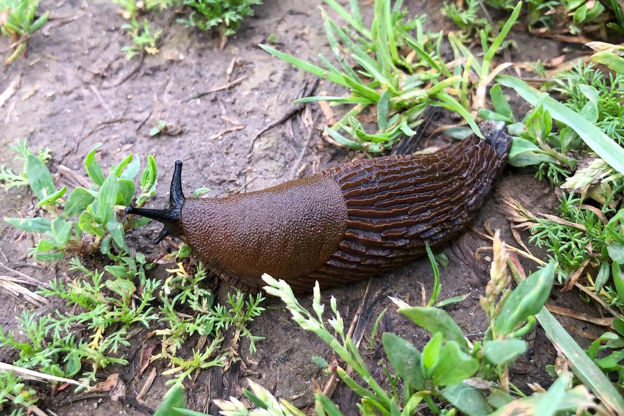 Назван простой способ избавления от гигантских слизней с помощью пива