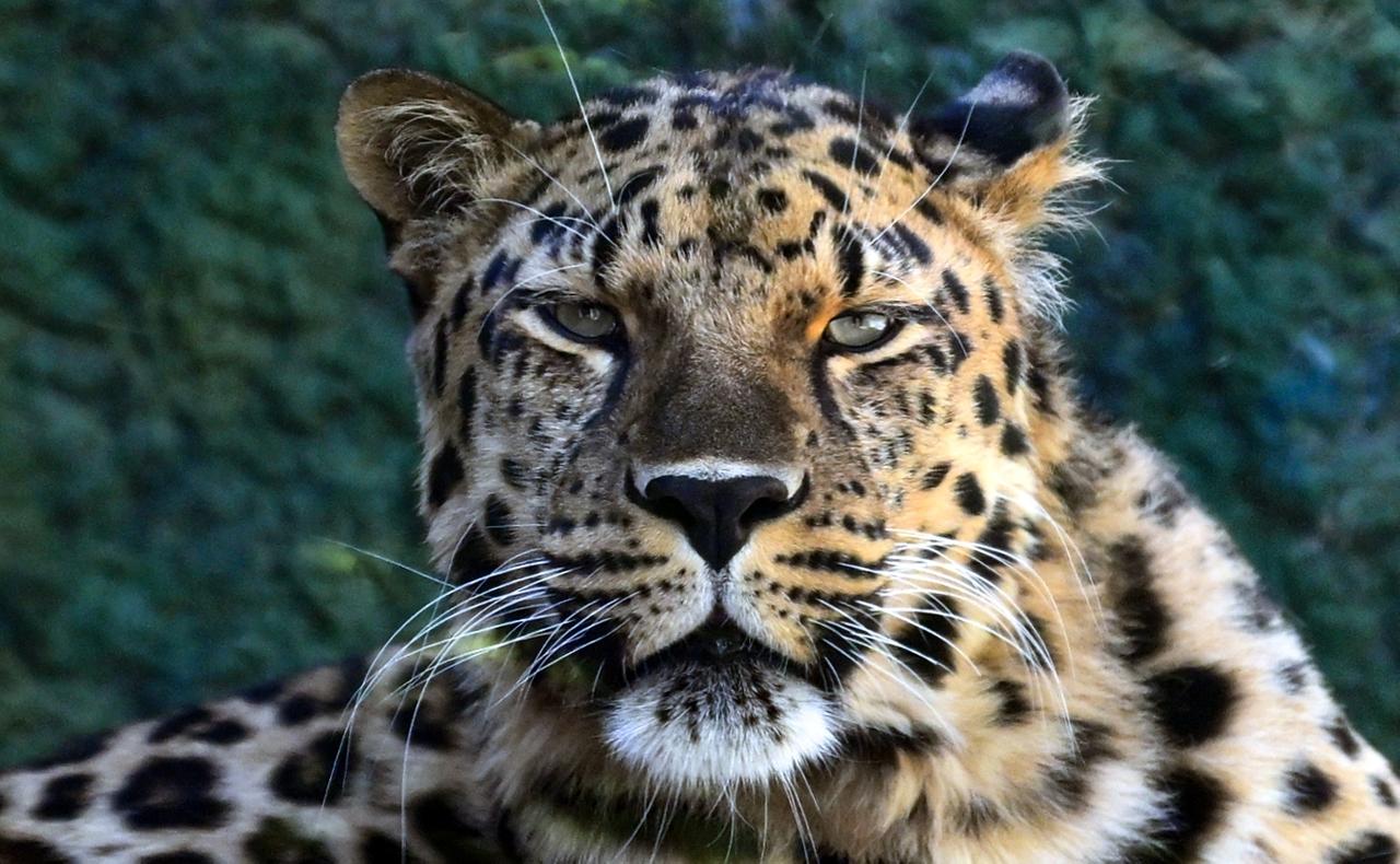 Неизвестный попытался отравить краснокнижного леопарда в Московском зоопарке