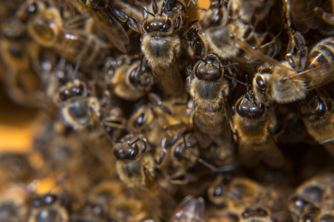 Огромный рой пчел не пускает жильцов в подъезд их дома