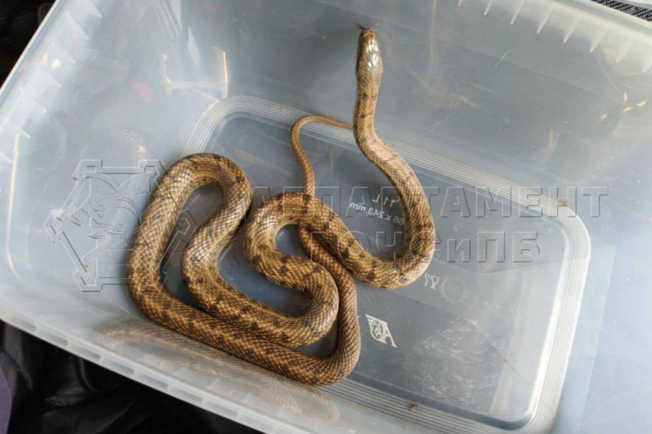 В Москве сантехник пошел в подвал и неожиданно нашел огромную длинную змею