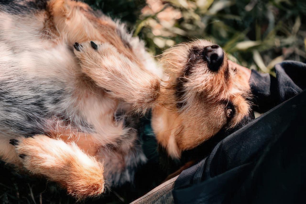 В парке «Новодевичьи пруды» на выставке #Всемпособаке 1 июня можно будет обзавестись четвероногим другом