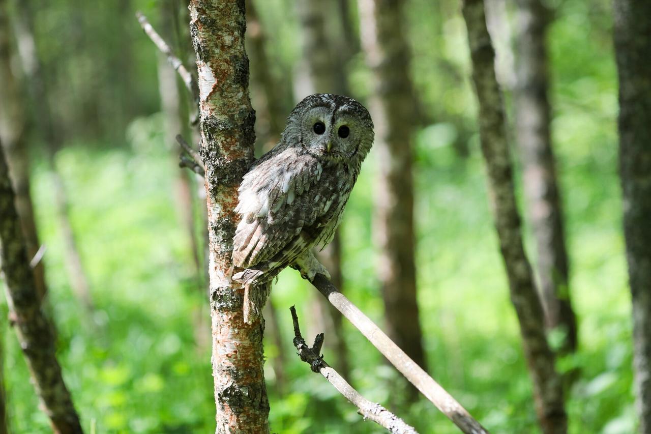 В Подмосковье заметили участившиеся конфликты между воронами и совами