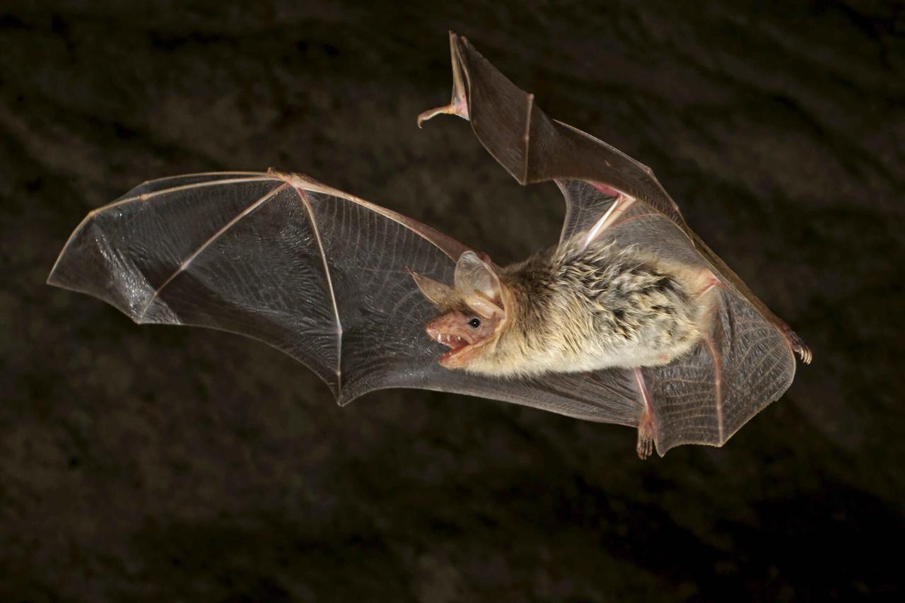 В столичную квартиру ворвался Бэтмен. Пришлось звать спасателей