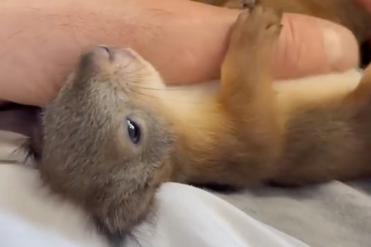 В сеть попало самое трогательное видео недели! От него улыбнется каждый