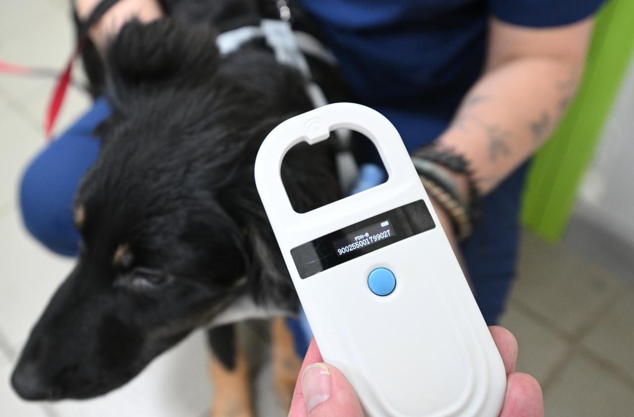 Всех владельцев собак обяжут чипировать своих питомцев