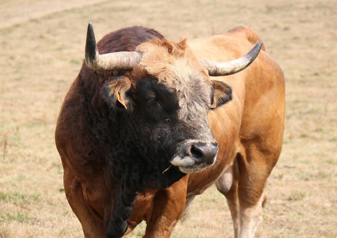 В Москве ликвидировали компанию «Ворую деньги». Она занималась производством бычьей спермы