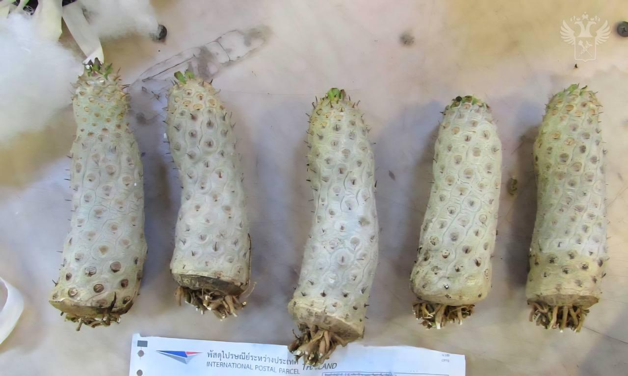 Московские таможенники сделали необычную находку в игрушке Лабубу