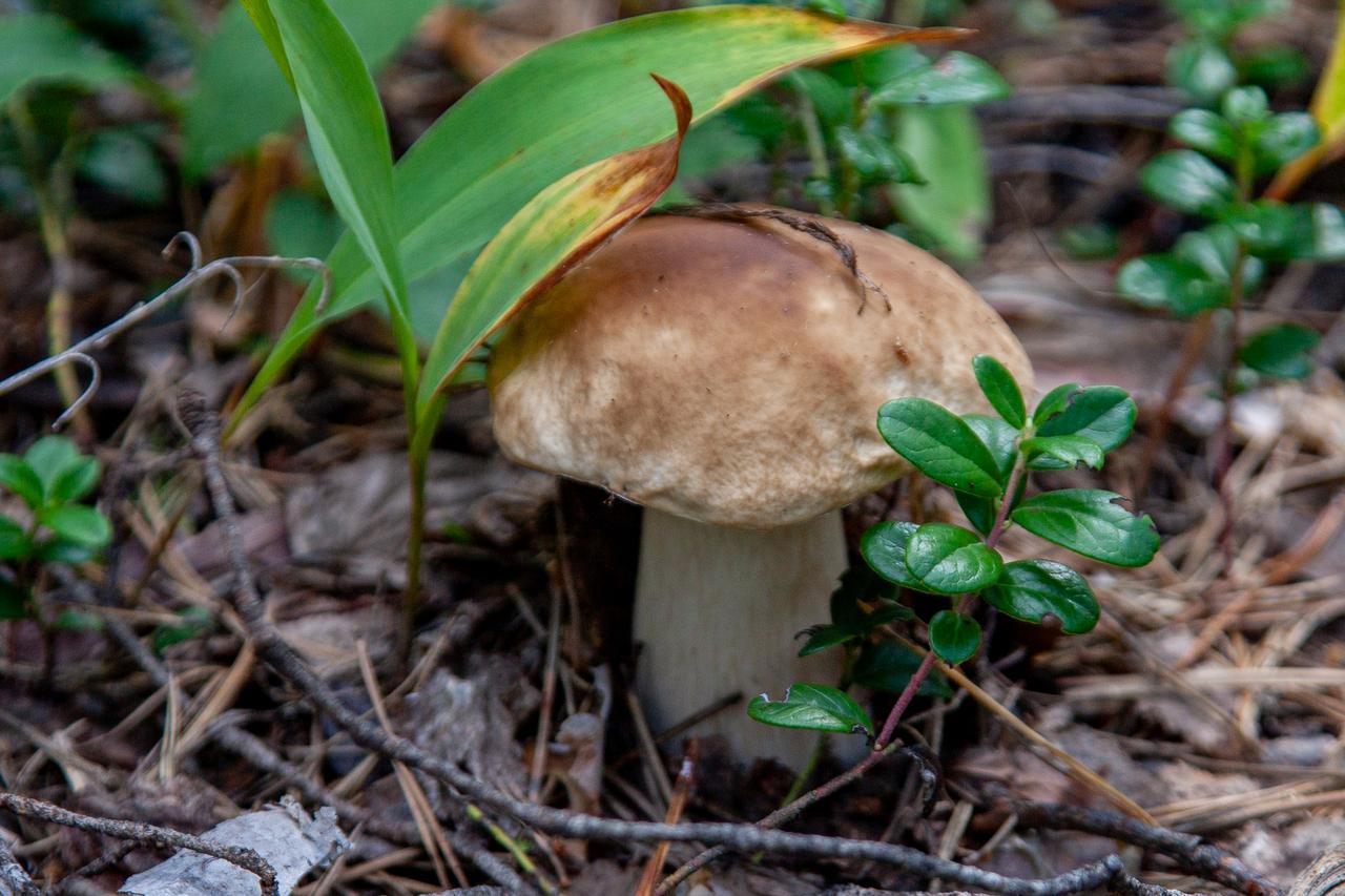 В Подмосковье начался внезапный сезон осенних грибов
