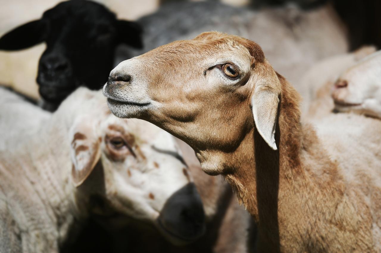 Ну, что за бараны! В Новой Москве устроили бойню прямо во дворе