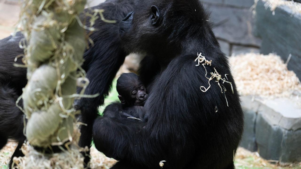200 детенышей родились у обитателей Московского зоопарка за полгода