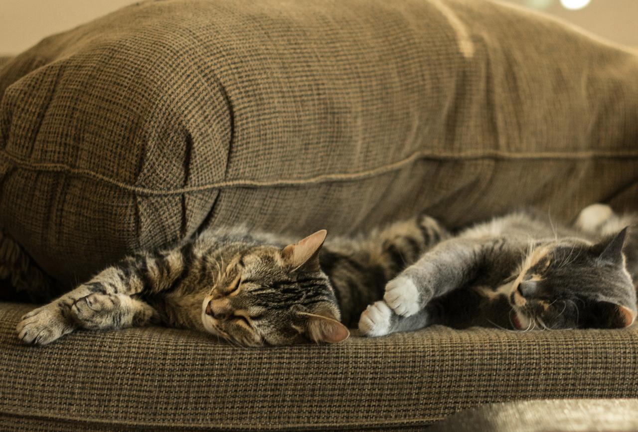 Двух кошек в Москве замуровали при ремонте труб