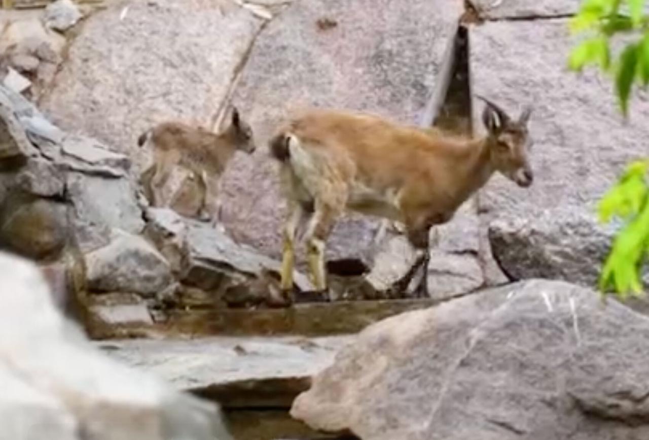 Девять детенышей дагестанского тура родились в Московском зоопарке