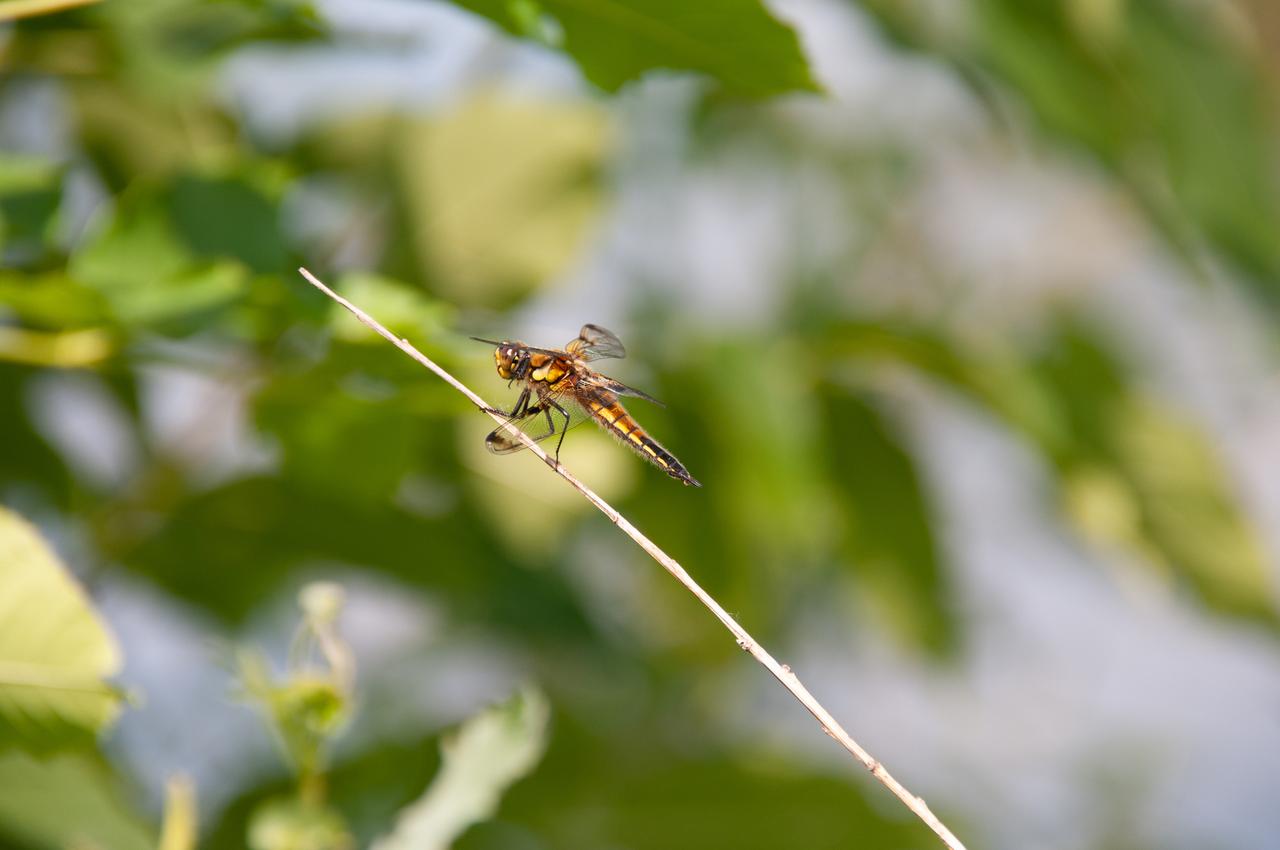 Биолог предупредил об активизации стрекоз и комаров в Москве