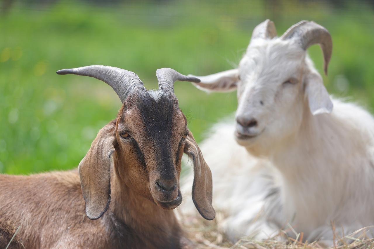 Еще в одном районе Москвы появились «бутовские козы»