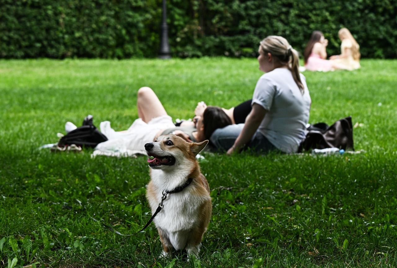 Rambler&Co изучил реакцию россиян на потерю питомца