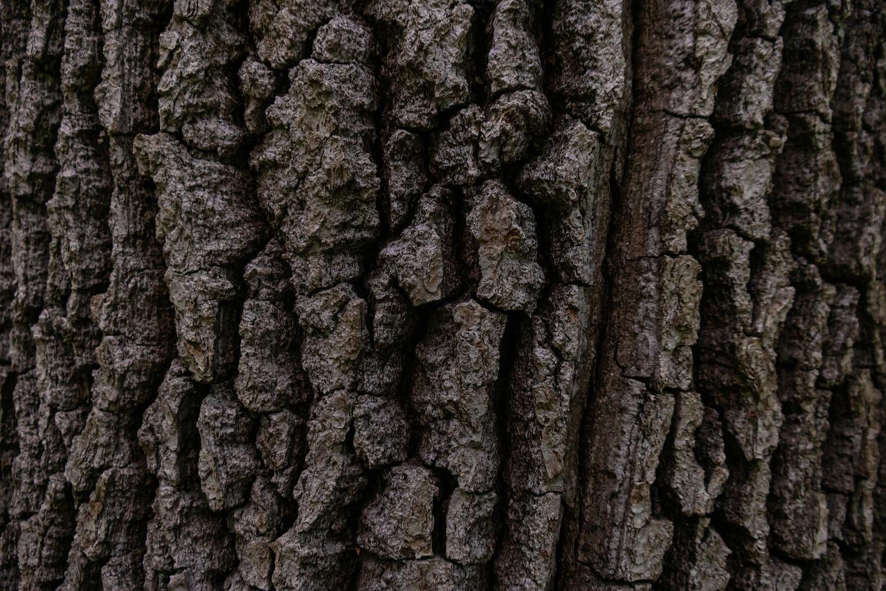 В Москве захотели отслеживать состояние деревьев с помощью искусственного интеллекта