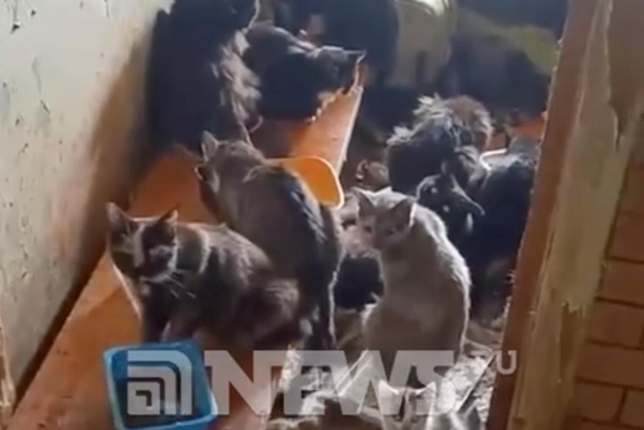 В Подмосковье 80 кошек остались на улице после смерти хозяина